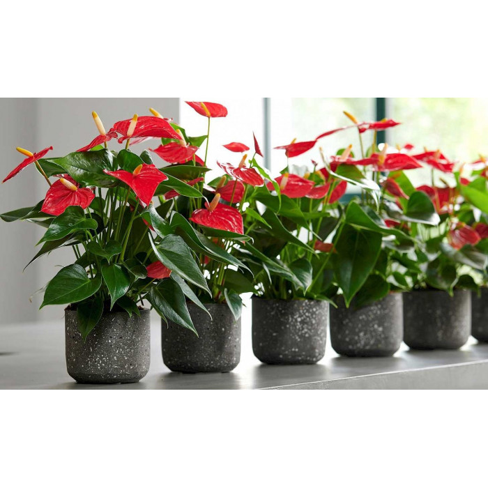 Антуриумы в Риддере