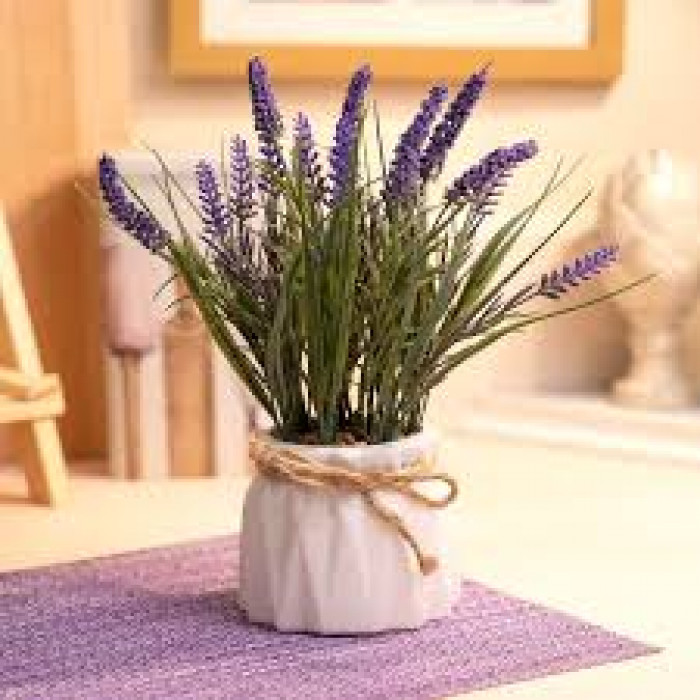 Лаванда в Риддере