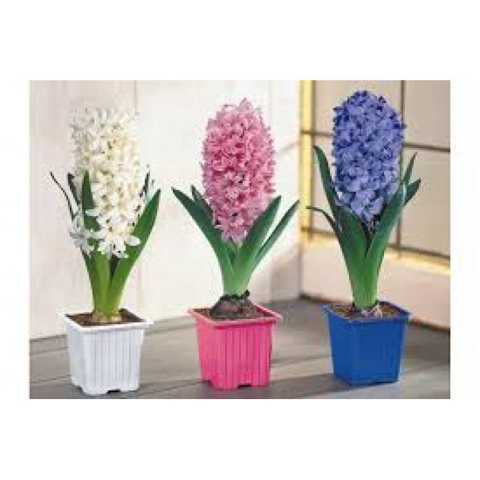 Гиацинты в Риддере