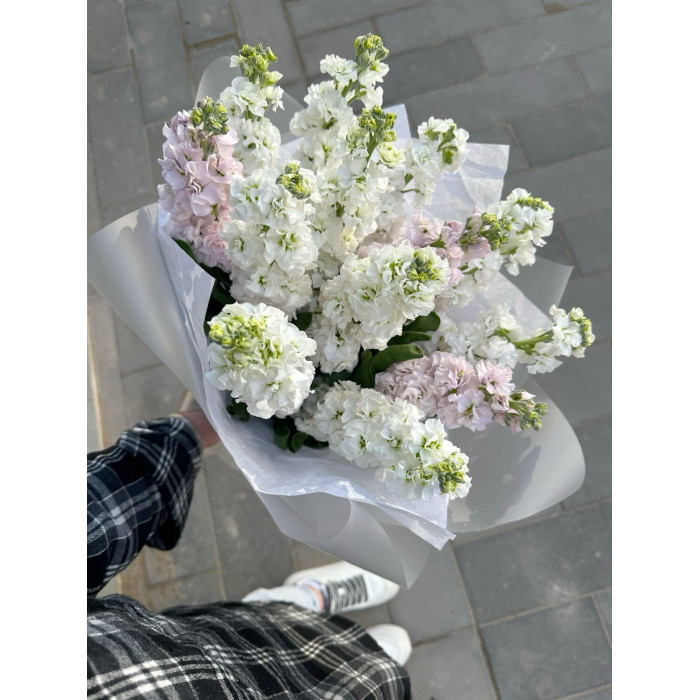 Маттиола в Риддере