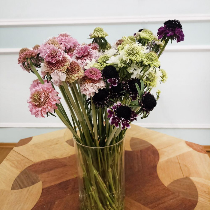 Скобиоза в Риддере