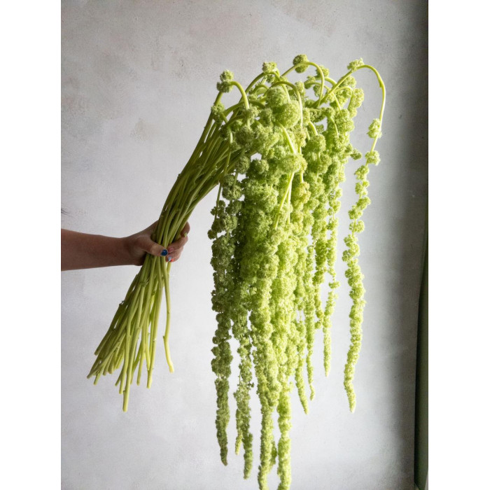 Амарантус в Риддере