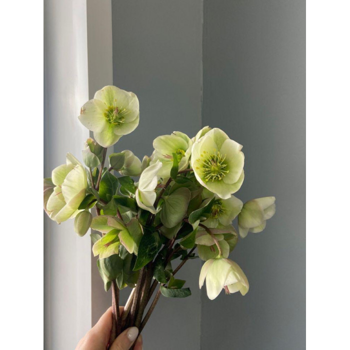 Хелеборус в Риддере