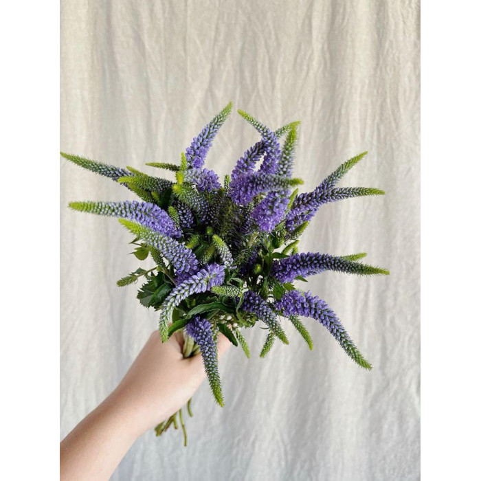 Вероника в Риддере