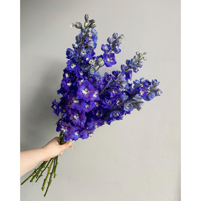 Делфиниум в Риддере