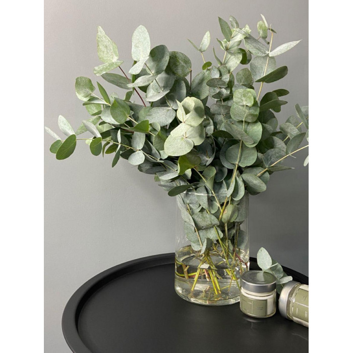 Эвкалипт в Риддере