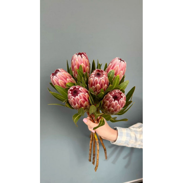 Протея в Риддере