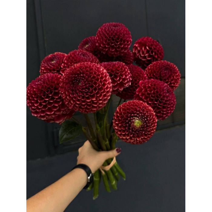 Георгины в Риддере