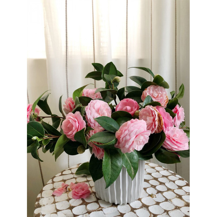 Камелия в Риддере