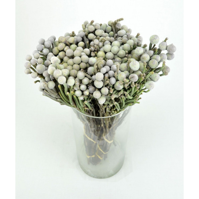 Бруния в Риддере