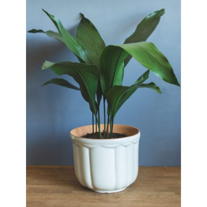 Аспидистра в Риддере