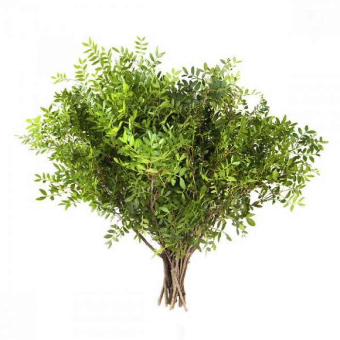 Писташ в Риддере