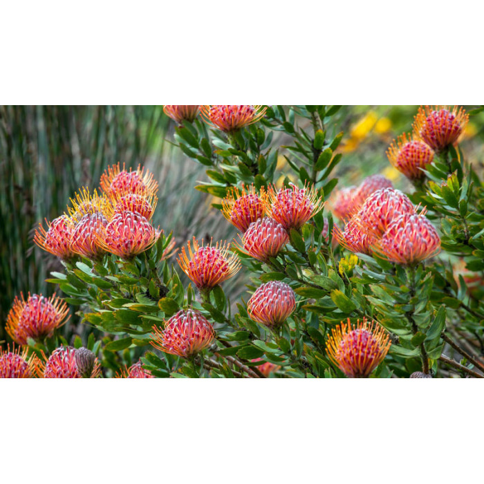 Леукоспермум в Риддере