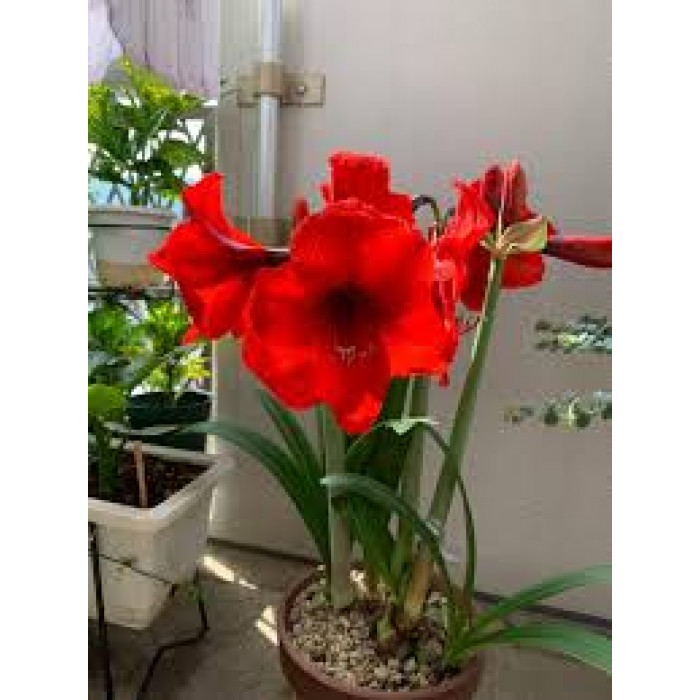 Амариллис в Риддере