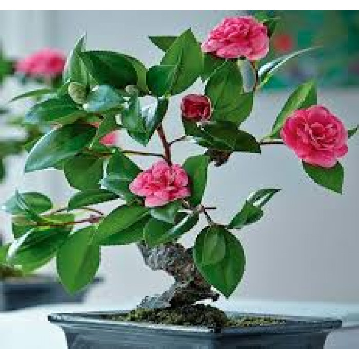 Камелия в Риддере