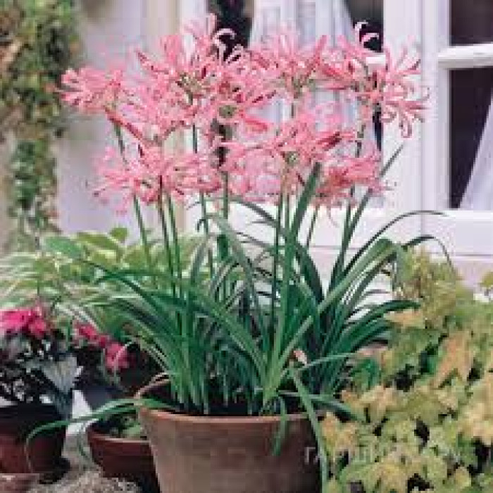 Нерине в Риддере