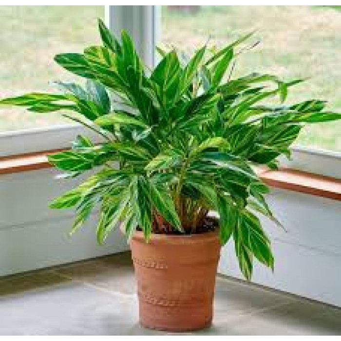 Альпиния в Риддере