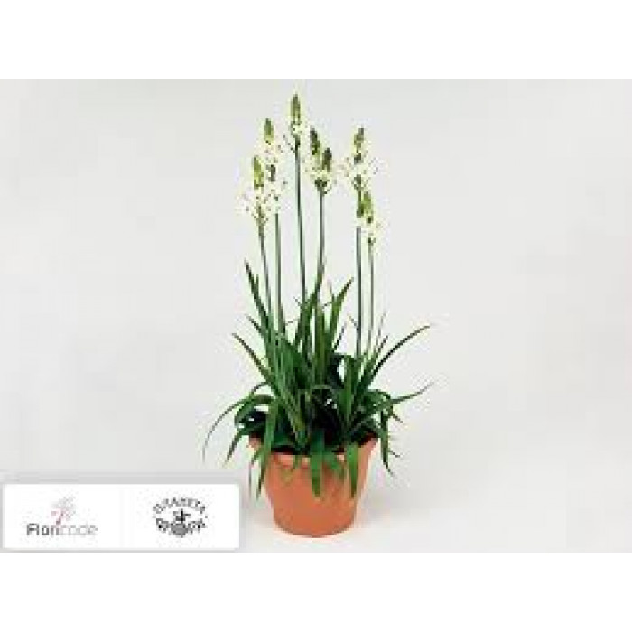 Орнитогалум в Риддере