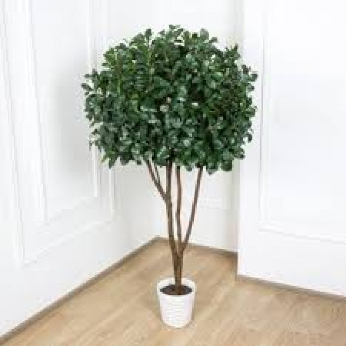 Рускус в Риддере